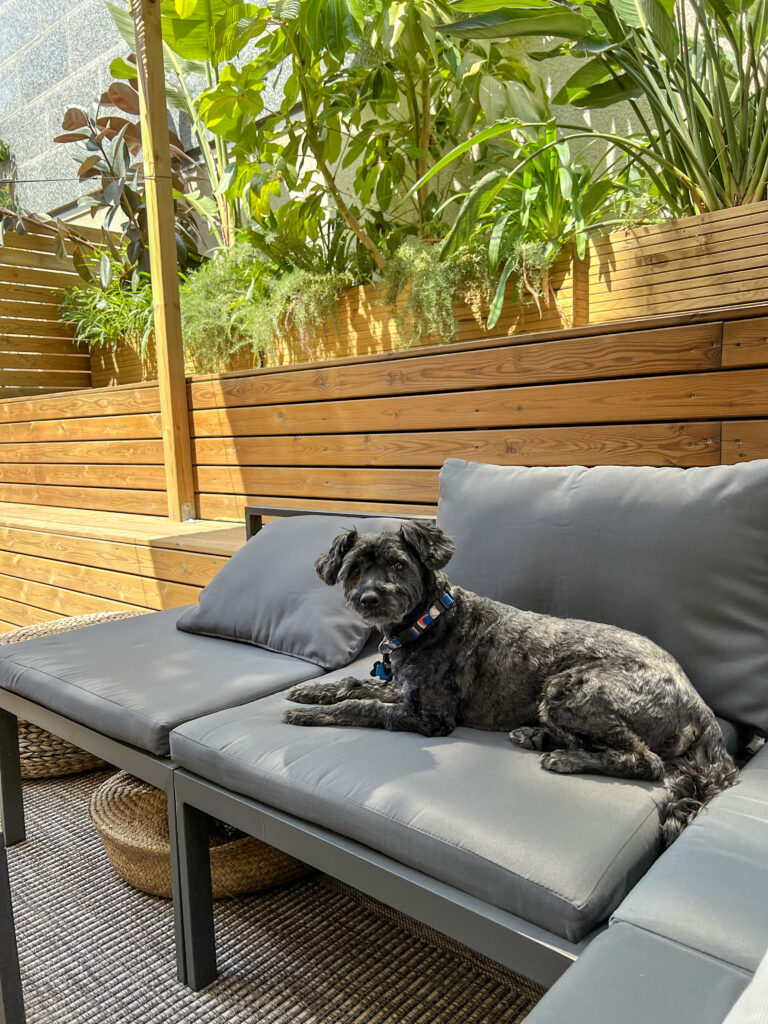 Koval on the lanai couch