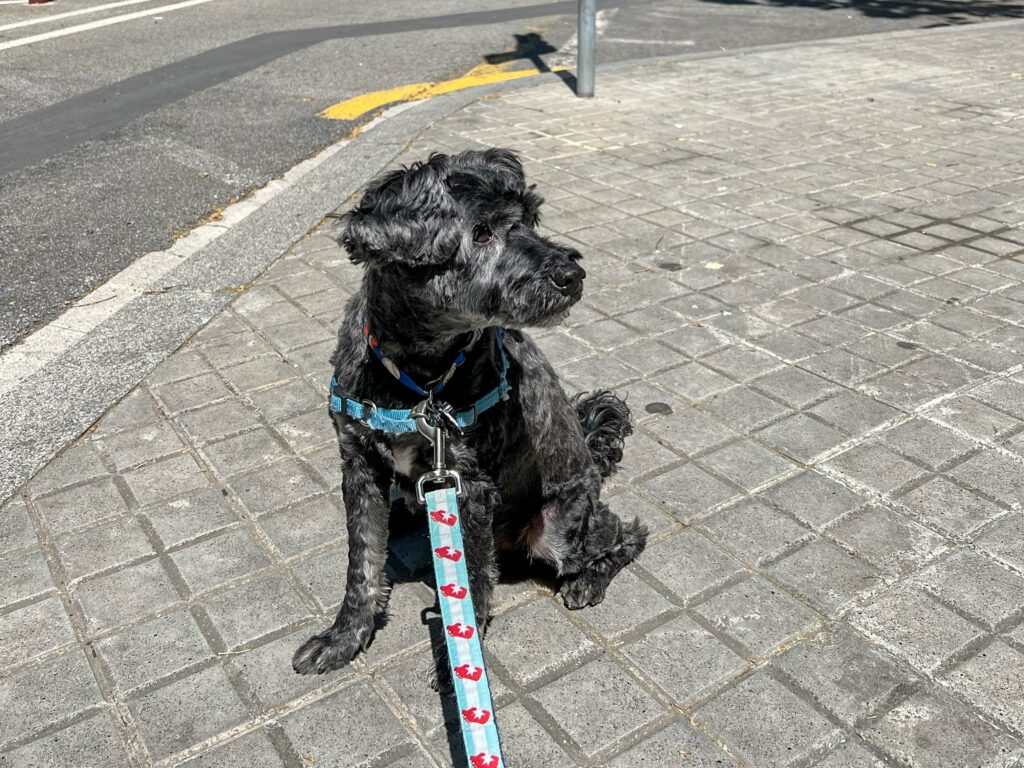 Waiting Patiently at a Crosswalk