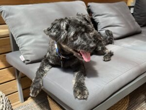 Koval’s Life in Barcelona