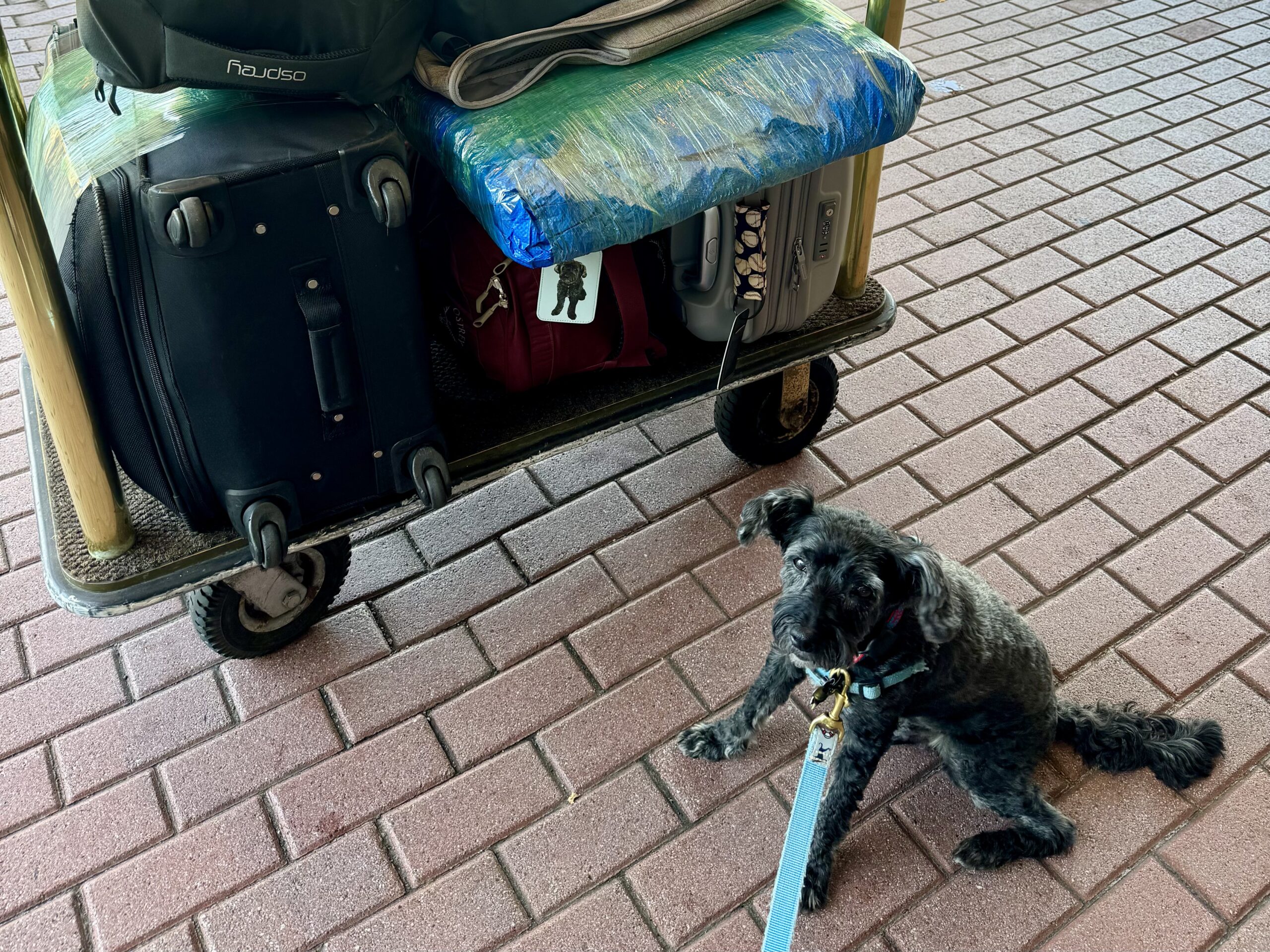 Flying a Dog on La Compagnie Airline