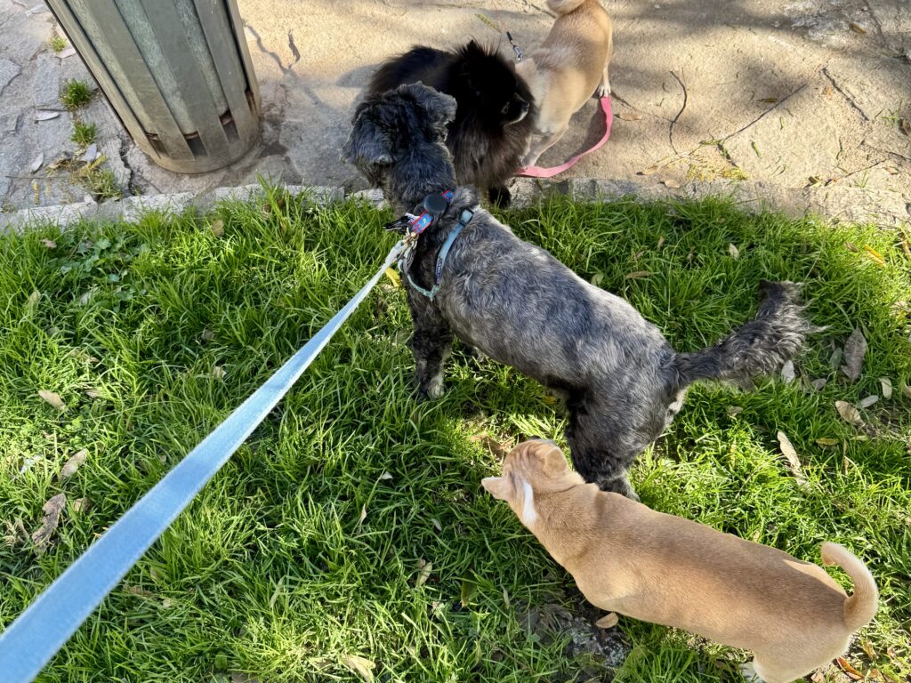 Koval's Happy Hour at the Park