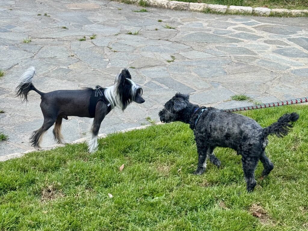 Koval and his Alter Ego at the Park