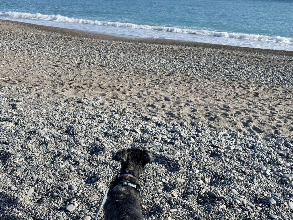 Koval at the Beach