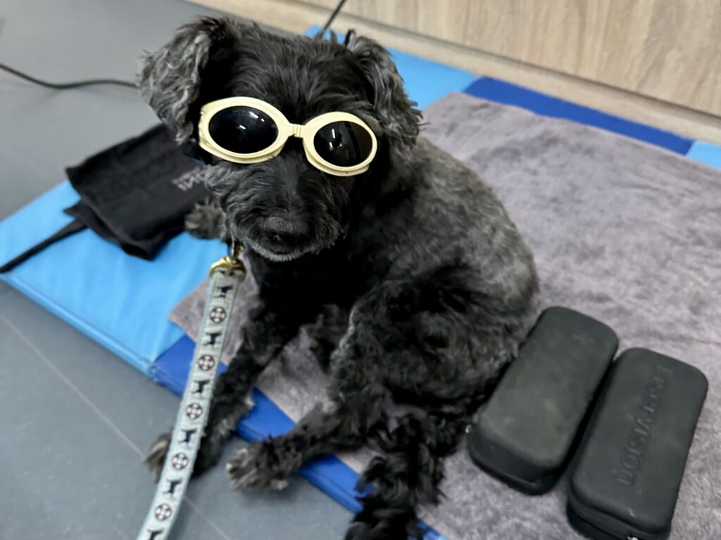 Koval Ready for Laser Therapy