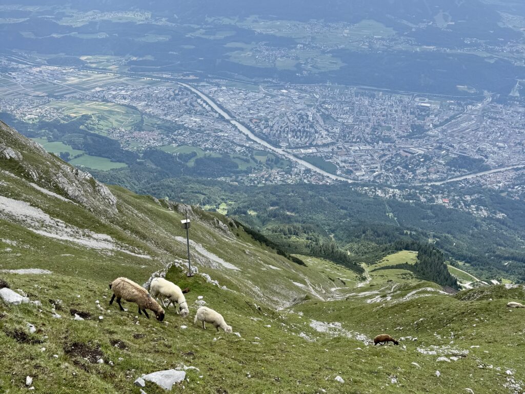 Mountain Goats at the Top