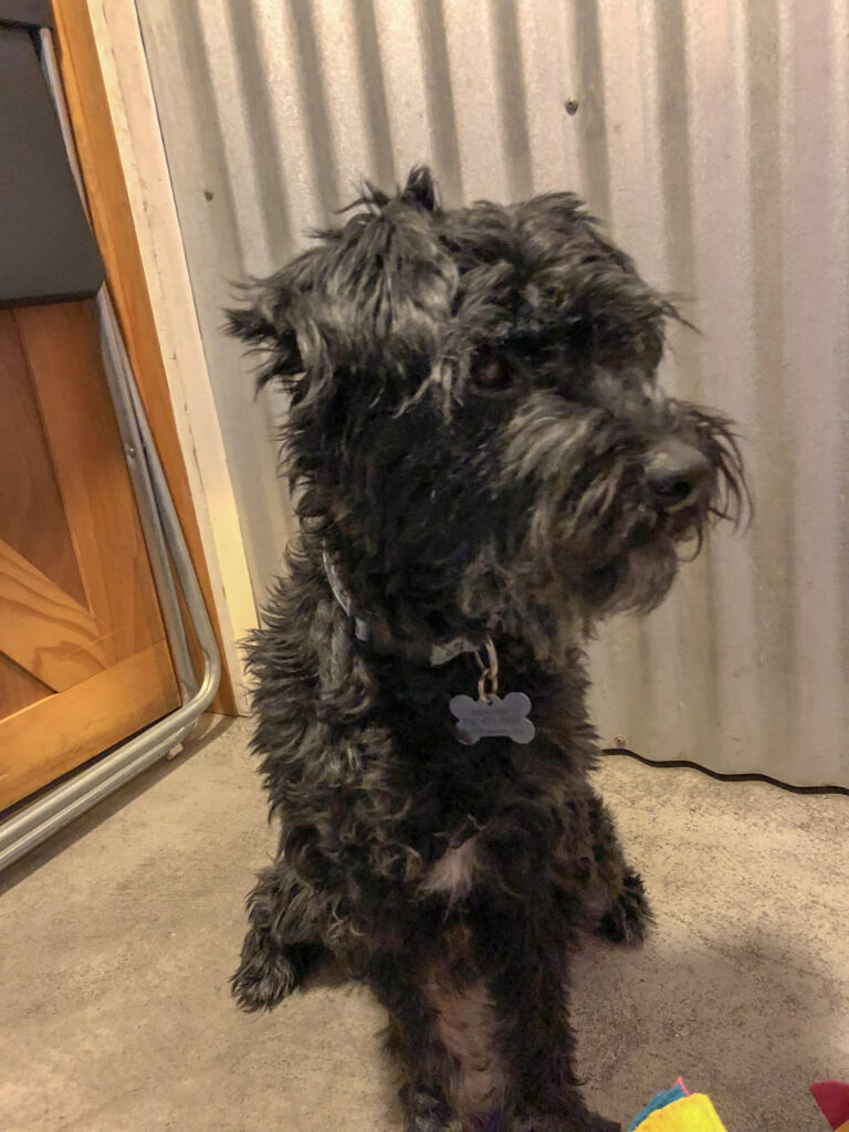 Koval at Alive Rescue