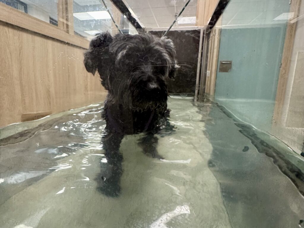Koval on the Water Treadmill