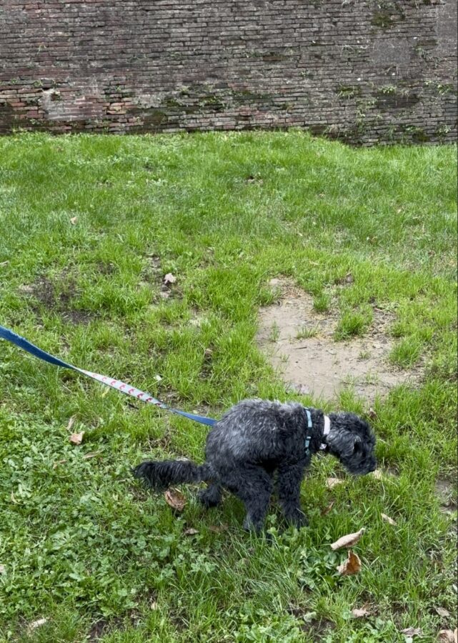 Koval Taking Care of Business