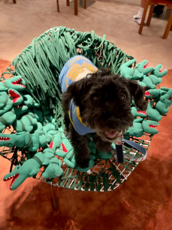 Crocodile Stuffy Chair at Le Café Lacoste, Monaco