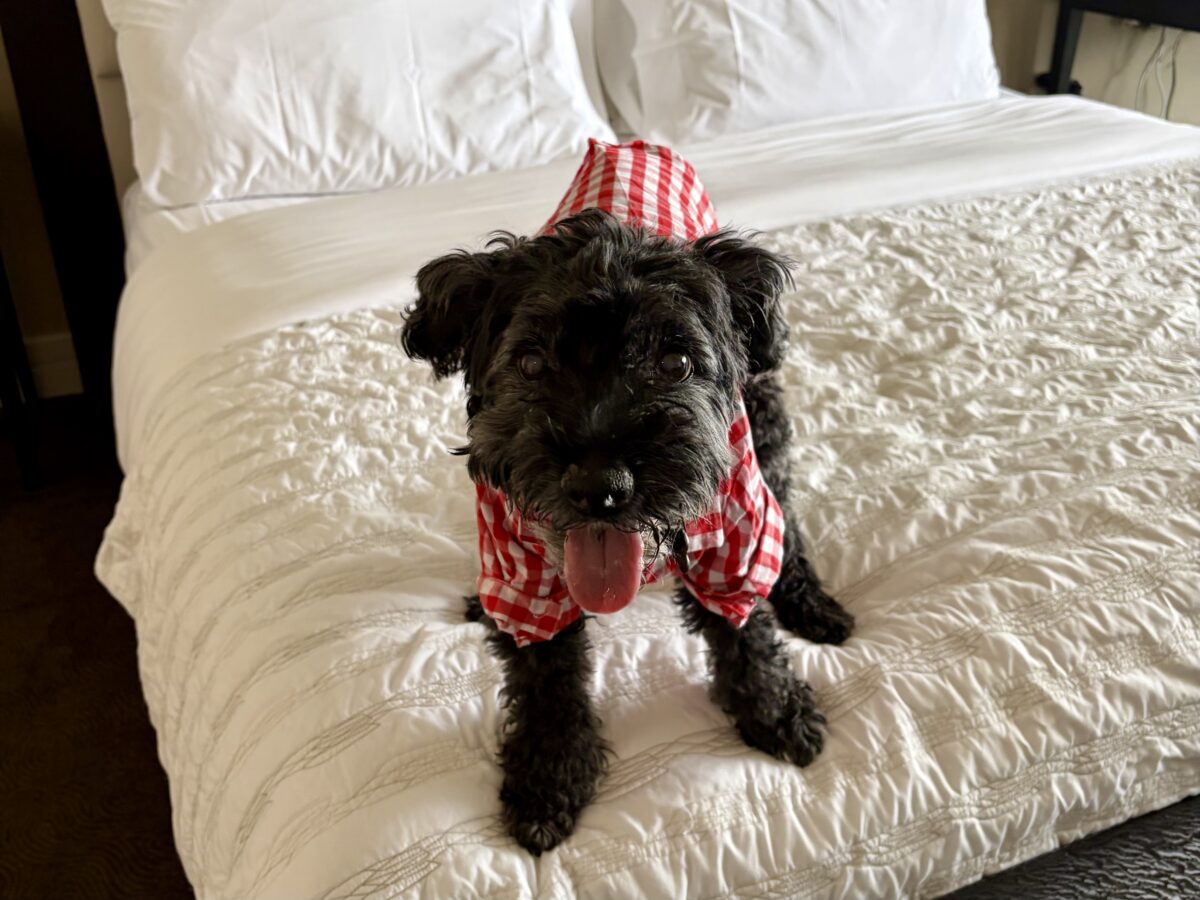 Koval Claiming the Bed