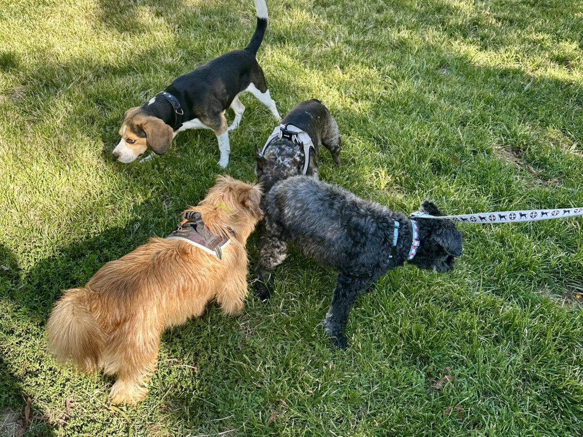 Formal Meet and Great in the Park