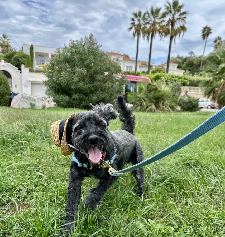 Goofy Koval in Antibes