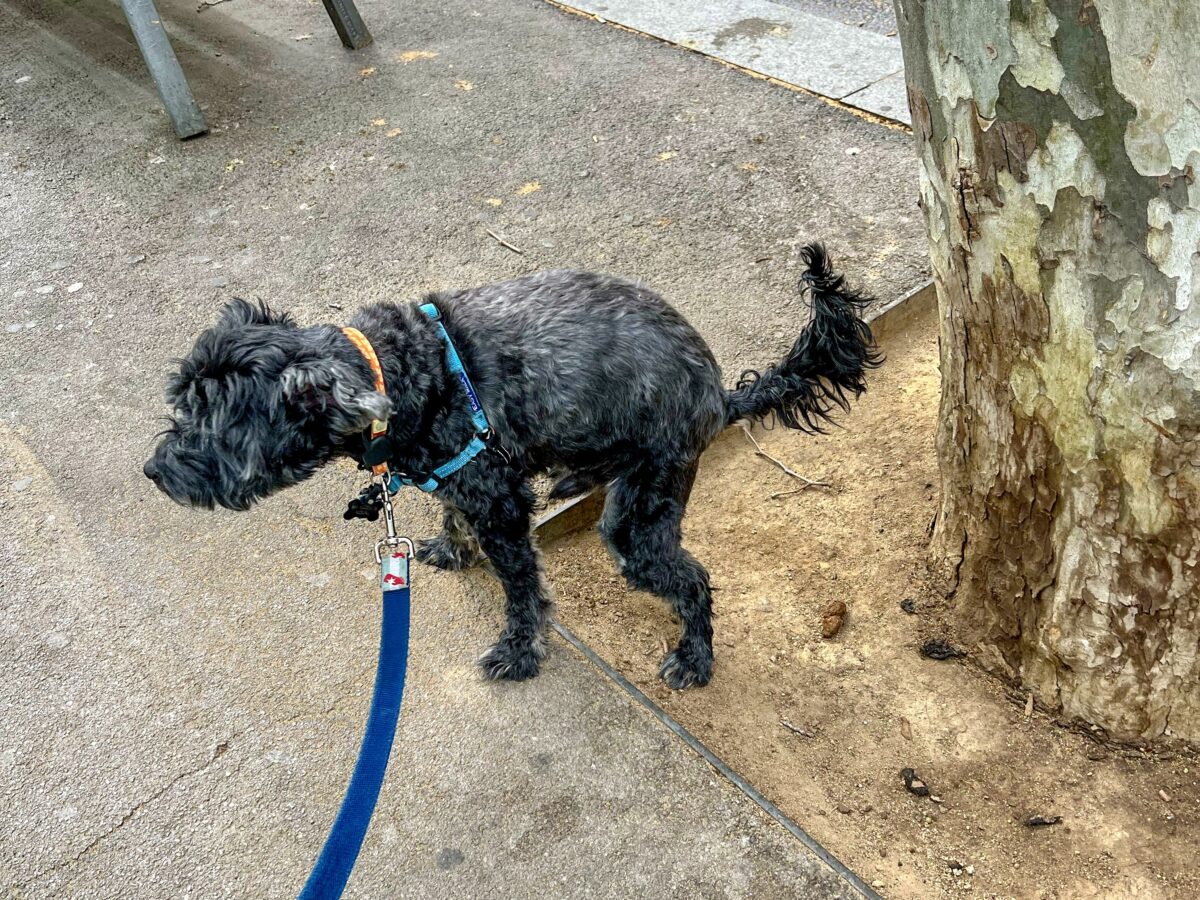 City Dog Koval in Barcelona, 2022