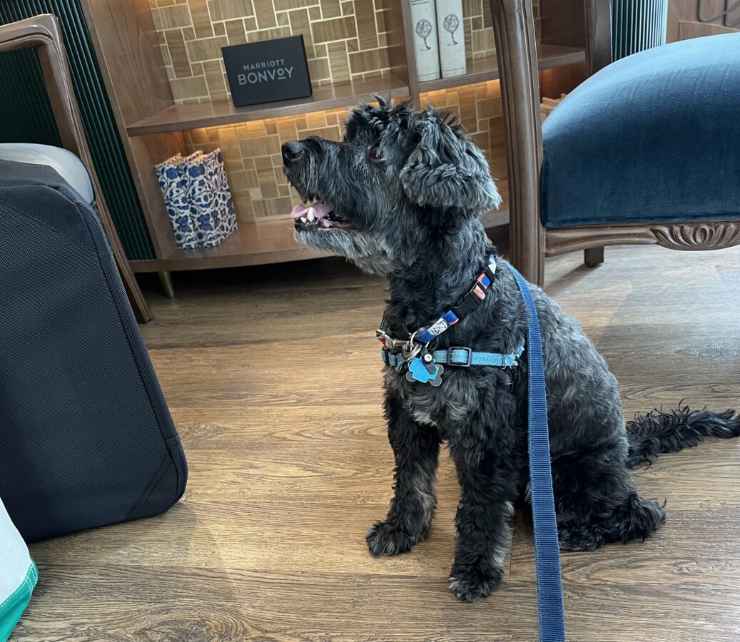 Working on that Marriott Status Back in 2022