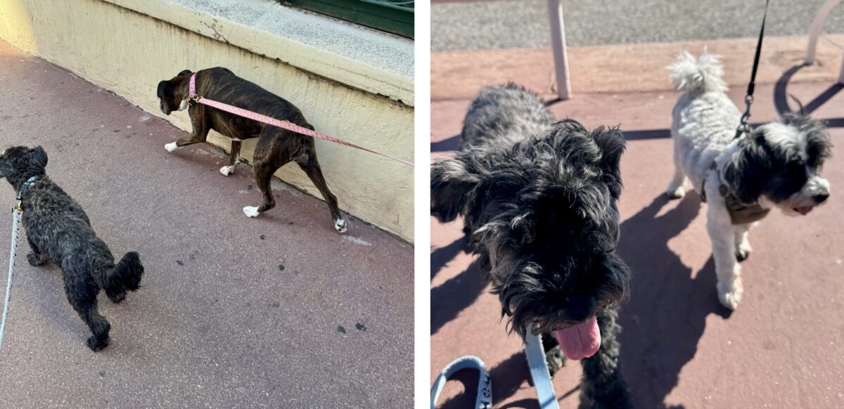 Left: Koval & Lana / Right: Koval & Spike