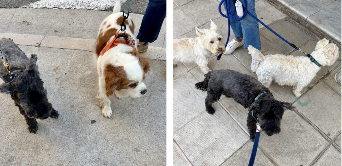 Left: Koval & Spencer / Right: Koval, Teddy & Jack